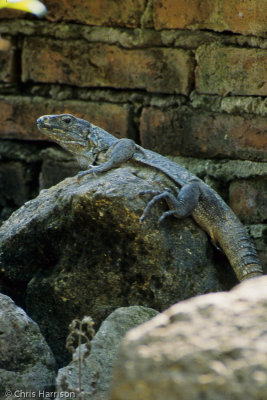 Ctenosaura pectinataWestern Spiny-tailed Iguana