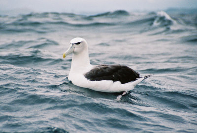 White-capped (Shy) Albatross