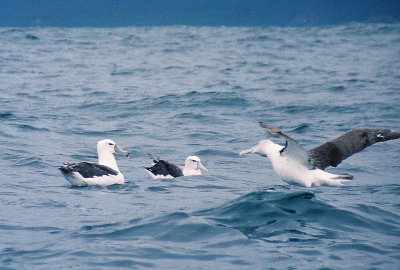 White-capped (Shy) Albatross