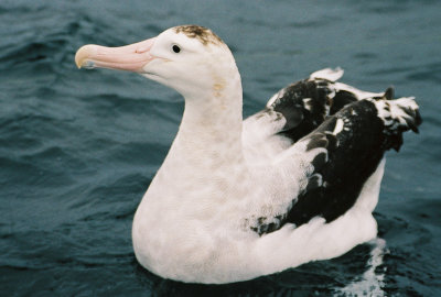 Gibson's Albatross