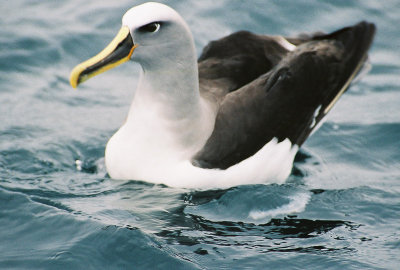 Buller's Albatross