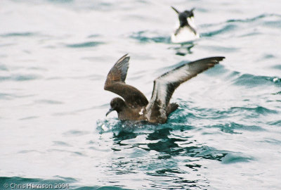 Sooty Shearwater