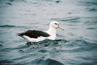 White-capped (Shy) Albatross