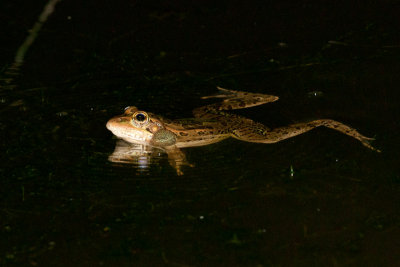 Lithobates berlandieriRio Grande Leopard Frog