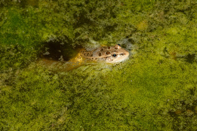 Lithobates berlandieriRio Grande Leopard Frog