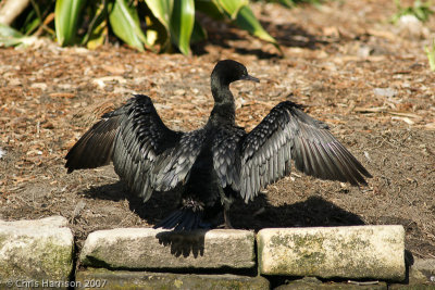 Little Black Cormorant