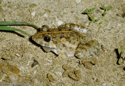 Fejervarya limnocharisAsian Common Cricket Frog