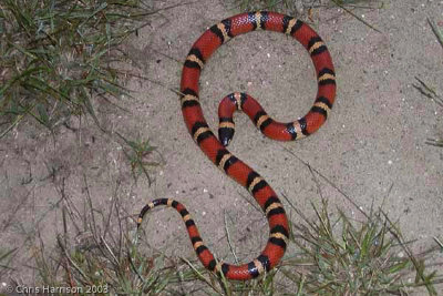 Lampropeltis annulataMexican Milksnake