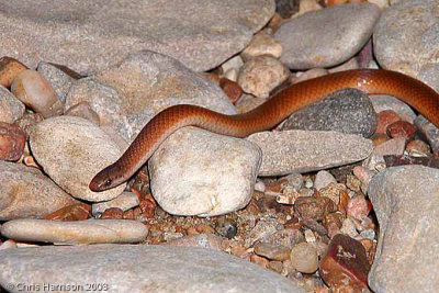 Tantilla gracilisFlatheaded Snake
