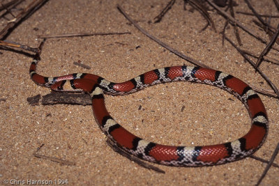 Cemophora coccinea coccineaNorthern Scarletsnake