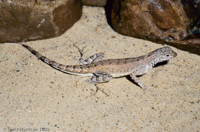 Callisaurus draconoidesZebra-tailed Lizard