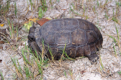 Gopherus polyphemusGopher Tortoise