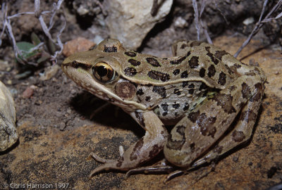 Lithobates berlandieriRio Grande Leopard Frog