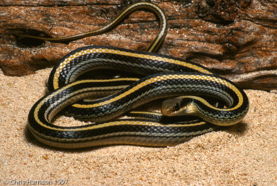 Salvadora lineataTexas Patchnosed Snake