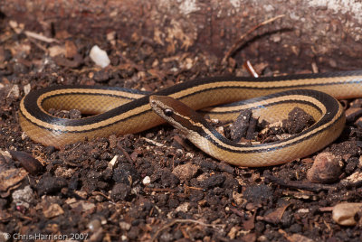 Coniophanes schmidtiPeninsular Black-striped Snake