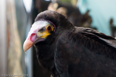 Lesser Yellow-headed Vulturecaptive