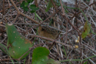 Sedge Wren