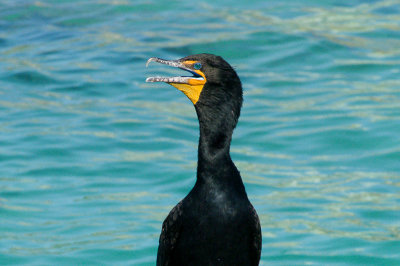Double-crested Cormorant