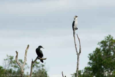 Little Pied Cormorant andLittle Black Cormorant