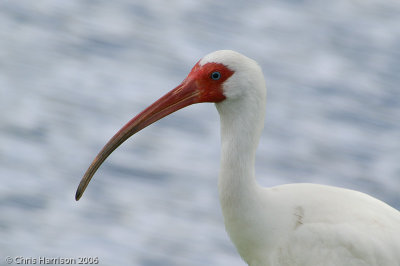 Ibises and Spoonbills