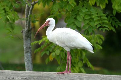 White Ibis