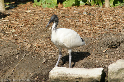Australian Ibis