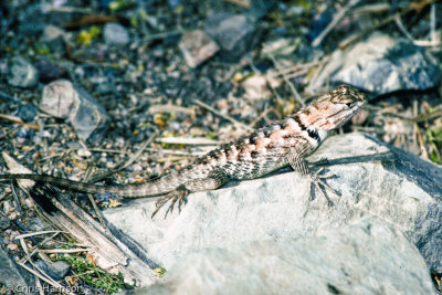 Sceloporus clarkiiSonoran Spiny Lizard