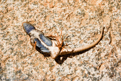 Sceloporus graciosusSagebrush Lizard