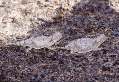 Phrynosoma modestumRound-tailed Horned Lizardmale and female