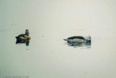 Cotton Pygmy-Goose