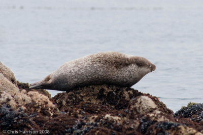 Phoca vitulinaHarbor Seal