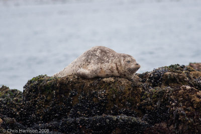 Phoca vitulinaHarbor Seal