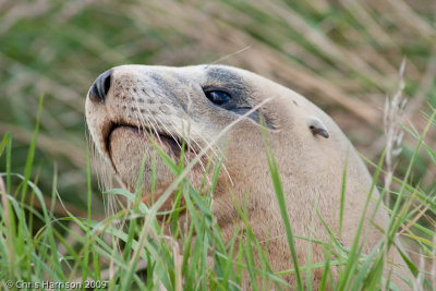 Phocarctos hookeriNew Zealand Sea Lion