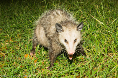 Virginia OpossumDidelphis virginianus