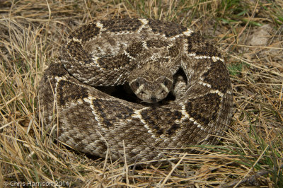 Western Diamondbacks
