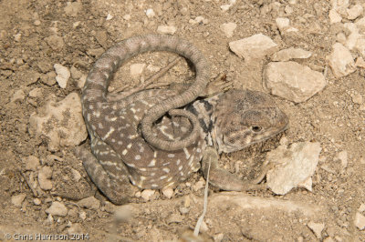 Crotaphytus collaris