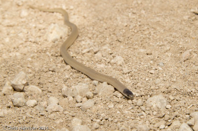 Tantilla nigriceps