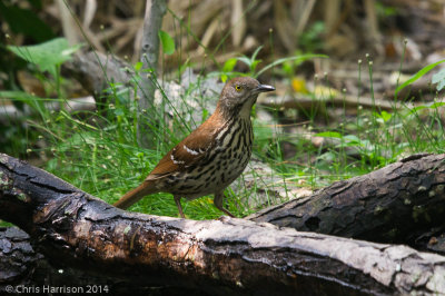 Brown Thrasher
