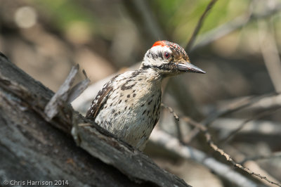 Ladder-backed Woodpecker
