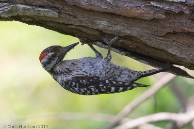 Woodpeckers