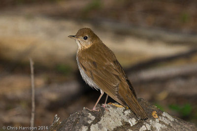 Veery