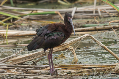 White-faced Ibis