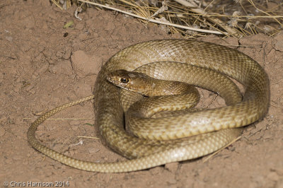 <i>Masticophis flagellum testaceus</i><br>Western Coachwhip