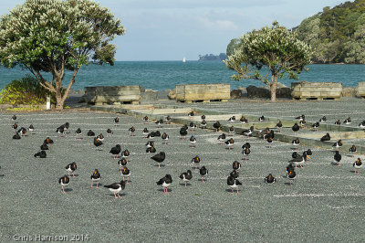 Variable and South Island Oystercatchers