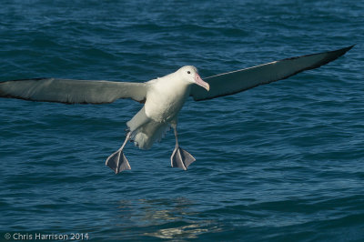 Albatrosses and Mollymawks