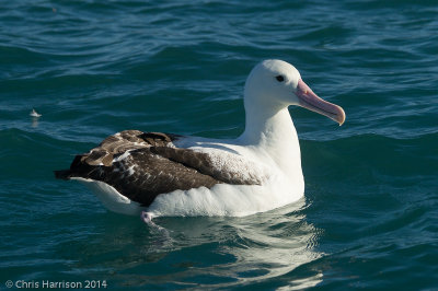 Southern Royal Albatross