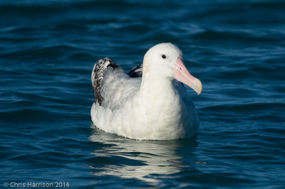 Gibson's (Wandering) Albatross