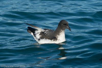Cape Petrel