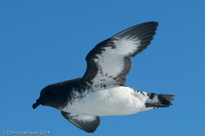 Cape Petrel