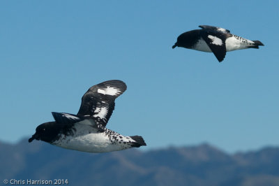 Cape Petrel